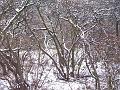 Tree patterns, Snow, Greenwich Park IMGP7576